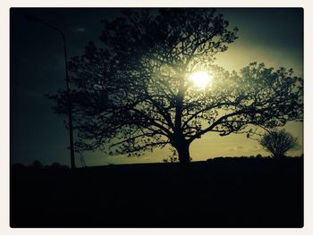 Silhouette of trees at sunset