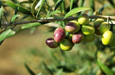 Green olives growing on tree branch