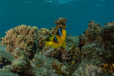 Fish swimming in sea