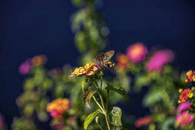 Close-up of butterfly pollinating on flower