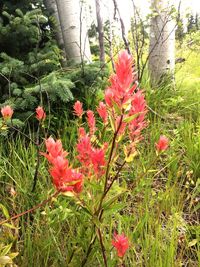 Close-up of red flowers blooming in field