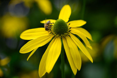 Close-up of bee on yellow flower