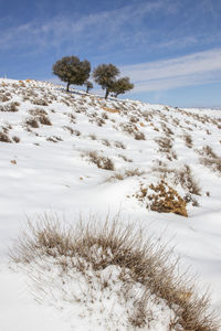 Snow falling on  in ma'an governorate in jordan