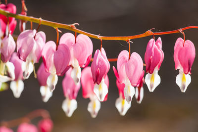 Close-up of pink flowers hanging on plant