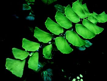 Close-up of green plant at night