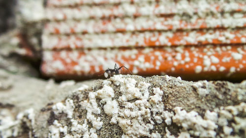 Close-up of ant