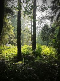 Trees in forest