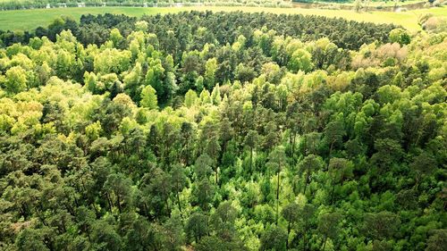 High angle view of trees growing in forest