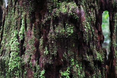 Close-up of moss growing on tree trunk