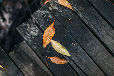 High angle view of autumn leaf on wood