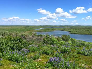 Scenic view of flowering plants on land against sky