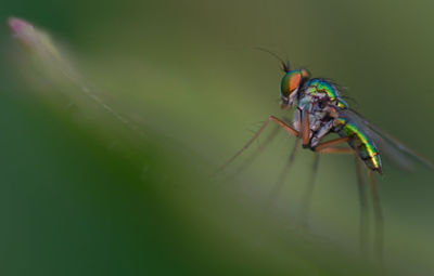 Close-up of insect on leaf