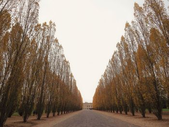 View of empty road along trees