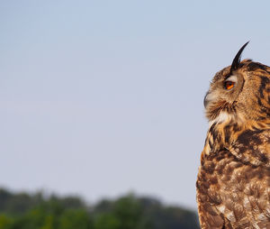 Close-up of eurasian eagle owl looking away against clear sky