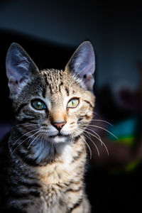 Close-up portrait of tabby cat against black background