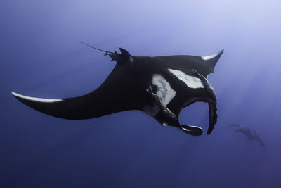 Giant pacific manta swimming off mexico