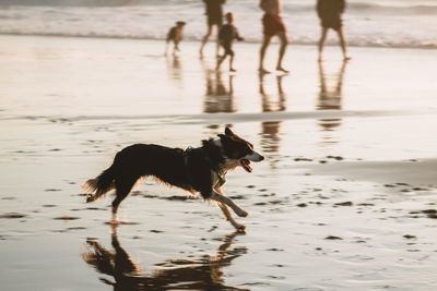 Dog running on beach