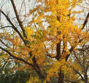 Low angle view of autumn trees