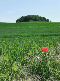 Scenic view of poppy field against sky