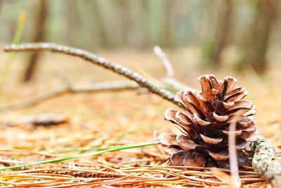 Close-up of dried plant growing on field