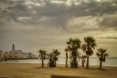 Palm trees on beach against sky