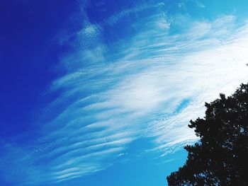 Low angle view of trees against blue sky