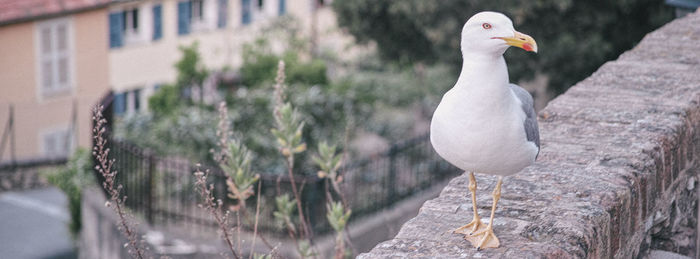 Close-up of bird