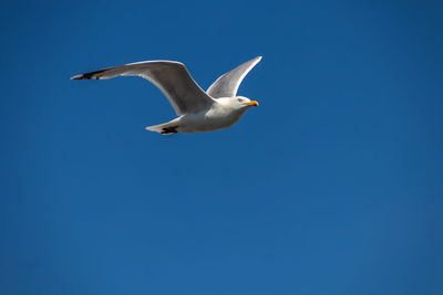 Low angle view of seagull flying in sky