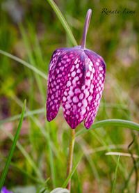 Close-up of purple flower blooming outdoors