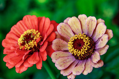 Close-up of dahlia on plant