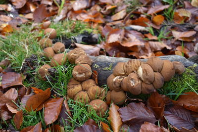 High angle view of mushrooms growing on field