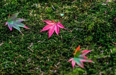 Close-up of pink flower blooming outdoors
