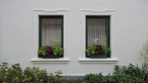 Potted plants on window of building