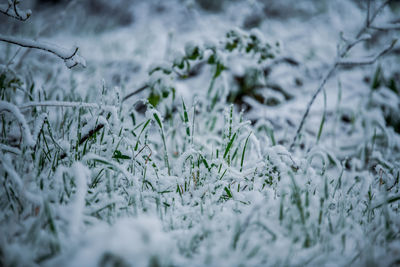 Close-up of frozen plants on field