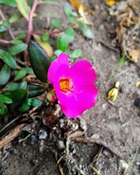 Close-up of pink flower