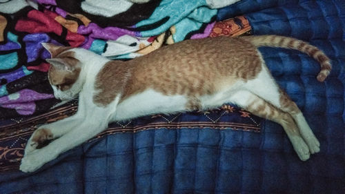 High angle view of cat sleeping on bed