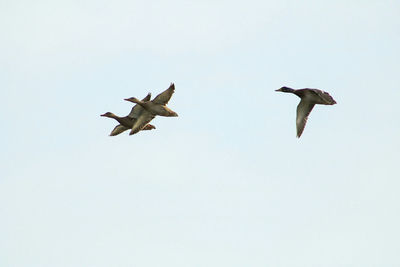 Low angle view of birds flying against clear sky