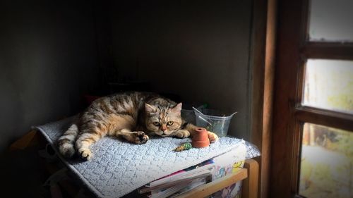 Cat sleeping on bed at home