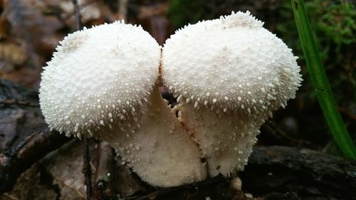 Close-up of mushrooms