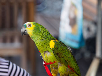 Close-up of parrot perching on tree