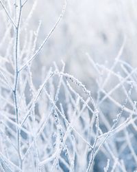 Frozen plants during winter