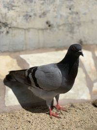 Close-up of pigeon perching on a land