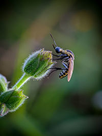 Little insect on the flower