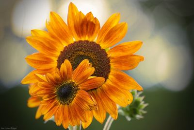 Close-up of yellow flower