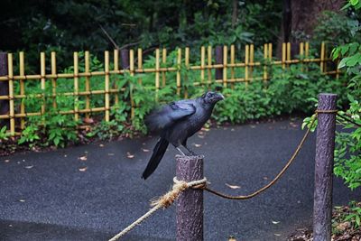 Raven corvus corax bird common beautiful  perched crow traditional japanese garden tokyo japan asia