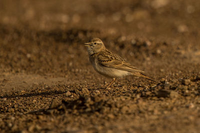 Close-up of bird perching on land