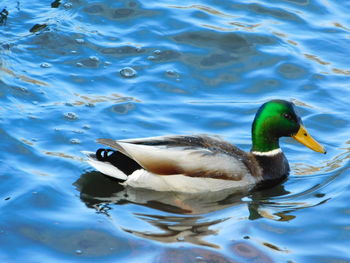 Ducks swimming in lake