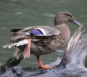 Close-up of bird perching on a lake