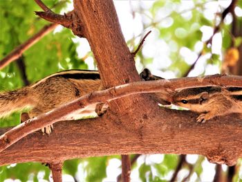 Close-up of lizard on tree