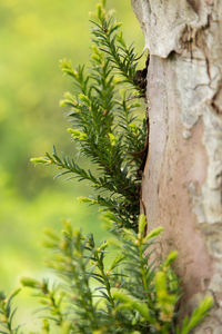 Close-up of plant growing on tree trunk